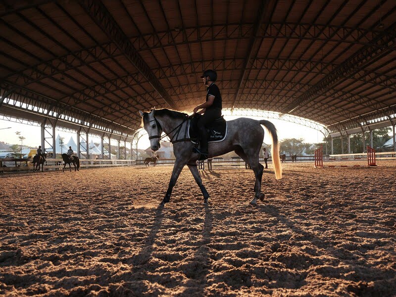 Our Horses