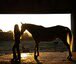 Horse Rental