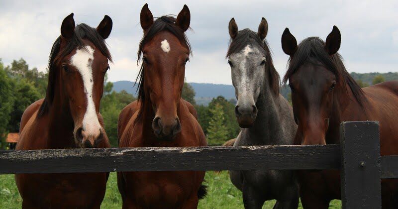 Horse Rental Plans