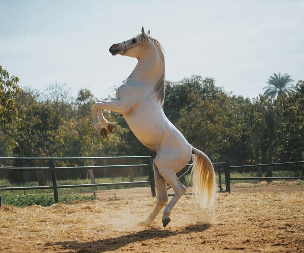 Schooling and Training